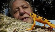 David Attenborough, studying the life cycle of a Business-Logic