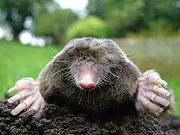 an angry mole, actually a failing automated test, annoyed to have been plucked from his burrow to arrive in my subconscious mind when he least expected it 