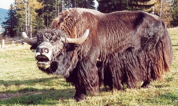 Yak needing a shave